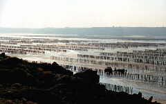 Les bouchots de Saint-Cast