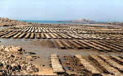 Saint-Jacut : les parcs &agrave; hu&icirc;tres