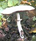 agaric des bois