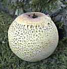 scl&eacute;roderme commun