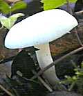 hygrophore blanc de neige
