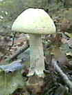 agaric jaunissant