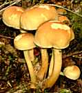 hypholome en touffe