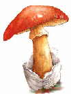 amanite des Césars