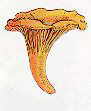 chanterelle