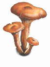 pleurote de l'olivier