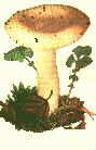 russule de fiel