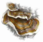 polypore versicolore