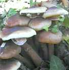 armillaire couleur de miel