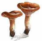 lactaire camphr&eacute;