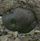 daldinia concentrique