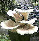 pleurote corne d'abondance