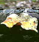 st&eacute;r&eacute;e hirsute