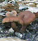 tricholome jaune et brun