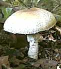 agaric des for&ecirc;ts