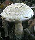 agaric auguste